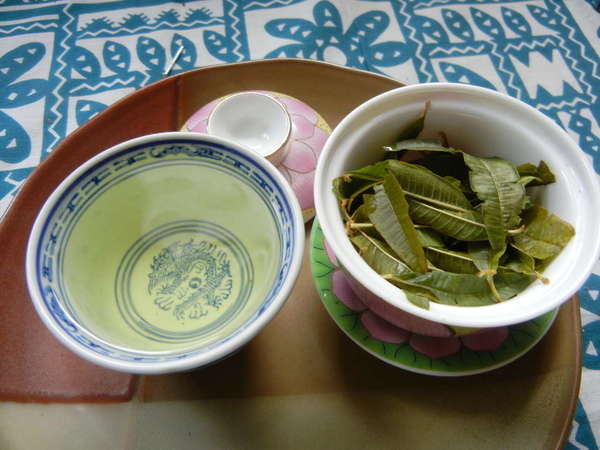 Gaiwan with dark green, pointy wet leaves, Chinese teacup with pale yellow liquid, on a plate, on a teal and white tablecloth background