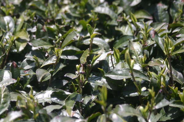 Closeup of tops of tea plants with tops cut, numerous resprouts