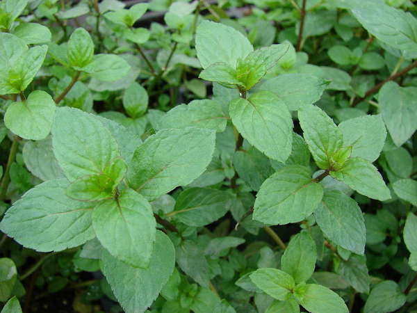 Peppermint plant, showing opposite, oval-shaped leaves with slight points, and dark purple-red stems