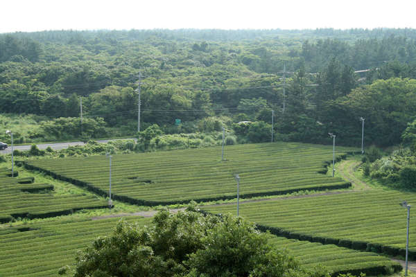 Straight rows of tea in a flat field, against a lush green landscape