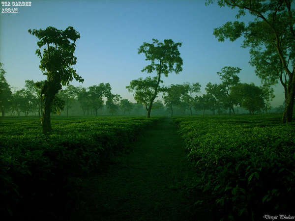 Path through a flat tea garden with scattered gnarly trees under a bright blue sky