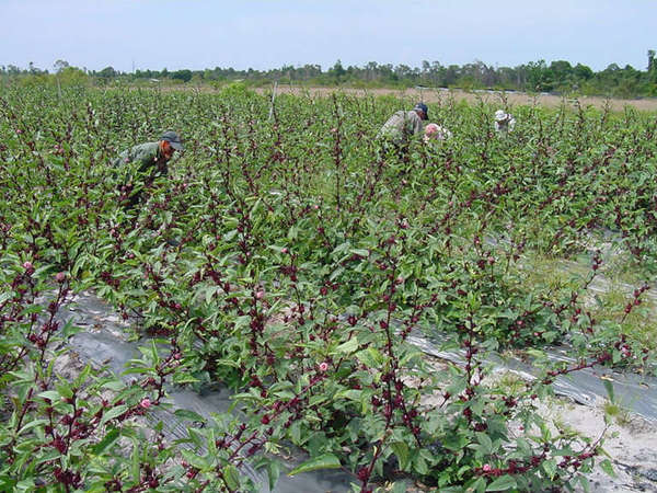 People harvesting flowers in a field full of hibiscus plants with dark purple flowers