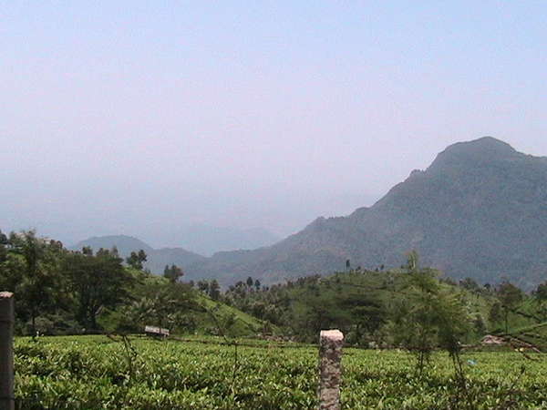 Flat tea plantations with hills behind and rugged mountains behind that, in a hazy atmosphere