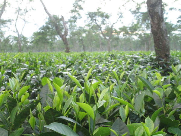 Jorhat, Assam, India - Teas | RateTea