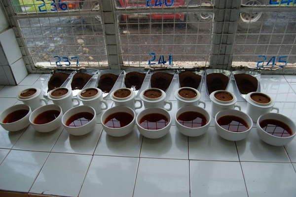 Eight cups of brewed black tea with loose-leaf tea behind them, on white tile floor with factory windows behind