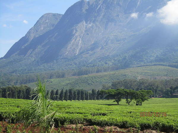 A massive mountain rises steeply in the background, a tea plantation in the foreground