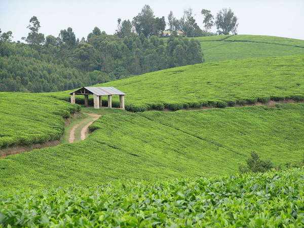 Tea plantation stretching acrosss rolling hills, a single road cutting across, with an open, roofed structure center, a forested hillside in the distance