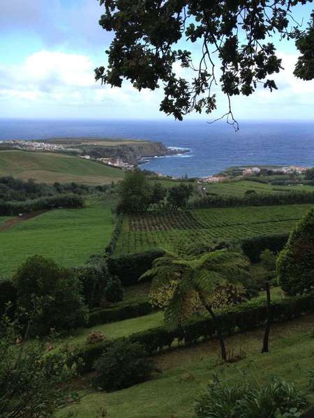 Small tea plantation in green landscape with deep blue ocean in the background