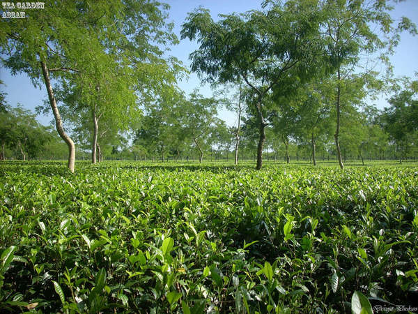 Low, flat tea garden with scattered trees, under bright blue sky