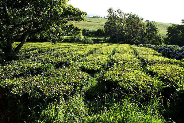 Neat rows of golden-green tea bushes in bright sunlight, with rows of trees in an open, green landscape