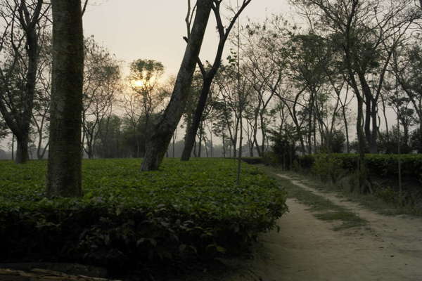A field of tea plants with the sun low in the sky, behind hazy clouds, scattered trees around