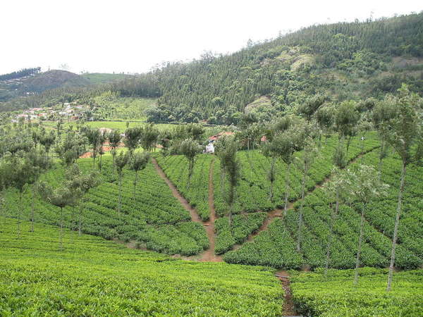 Rows of tea plants criss-crossed by dirt paths, with scattered trees, a hillside with shrubby vegetation in the distance