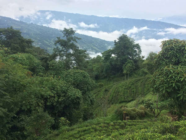 Rows of tea on hillsides, surrounded by lush vegetation, trees, and clouds and gently-sloped mountains in background