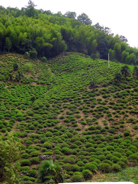 Small, round bushes of tea plants growing along a slope, dense trees at top
