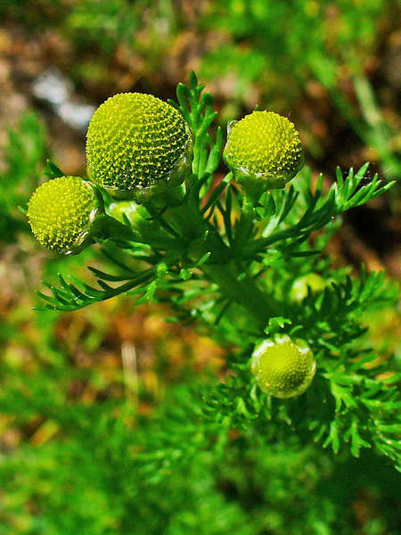 Pineapple weed, flowerheads yellow, rounded, and lacking rays, and fernlike leaves