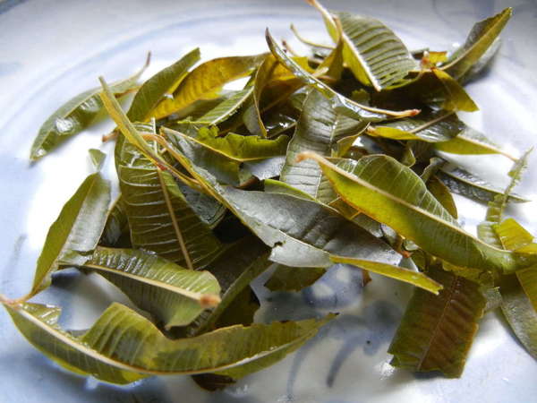 Wet leaves on a plant, bright yellowish-green to bright olive green, long, narrow, pointy, looking slightly tough