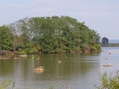 Water and Trees